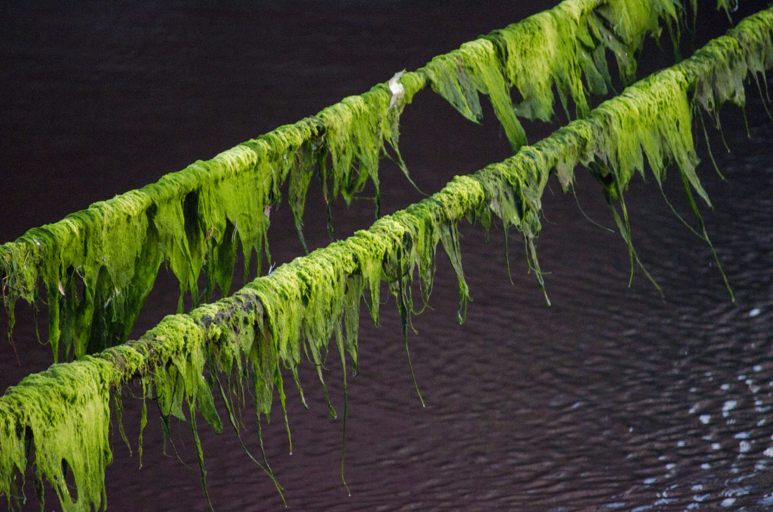 Allround Seaweed