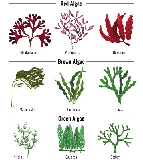 Red,Brown,Green,Algae,Seaweeds,Collection,Botanical,Educative,Info,Poster